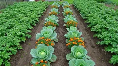 Waarom deze 5 planten elkaar in de tuin vernietigen