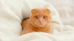 Wat katten zien dat wij niet zien