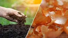 Uienvellen in de tuin: bemesting, bescherming en compost