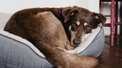 Waarom honden ronddraaien voordat ze gaan liggen: de geheime taal die je niet begreep