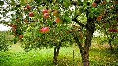 Waarom appels geen vruchten dragen: de grootste fout van de tuinman