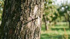 Waarom een spijker in een appelboom slaan: een oud ritueel dat wetenschappelijk verklaard kan worden