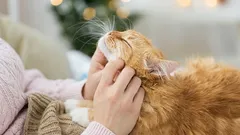 7 gezonde gewoontes die het leven van uw kat verlengen